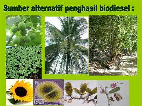 Ppt Pemanfaatan Energi Biomassa Sebagai Biofuel Konsep Sinergi