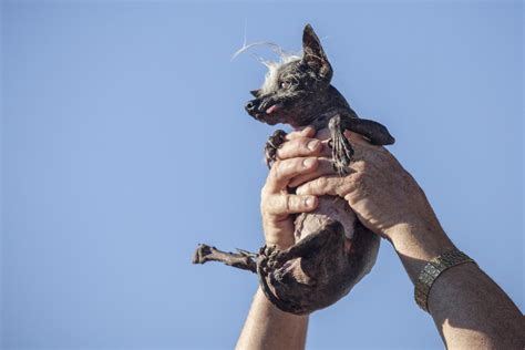 9 pictures of SweePee Rambo, the world’s ugliest dog | For The Win