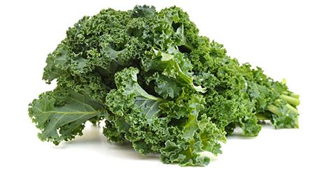 Kale | The Paddison Program for Optimal Health