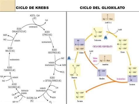 Ciclo Del Glioxilato Con Repaso Ck