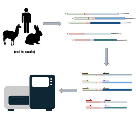 Reptor B Cell Sequencing Overview Abterra Biosciences