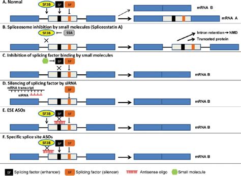 Splicing-based therapeutic approaches. The diagram shows a cassette ...