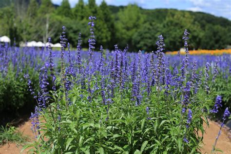 Farinacea Sage Care Learn How To Grow Mealycup Sage Plants