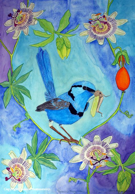 Splendid fairy wren - Oenone Hammersley