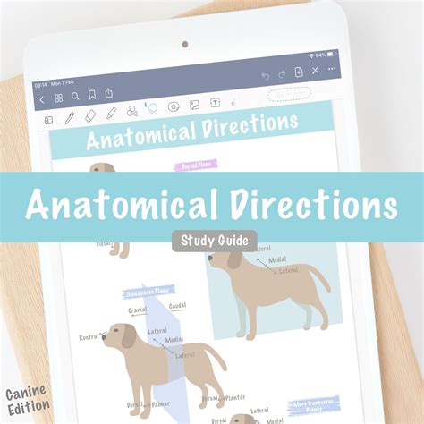 Anatomical Directions Dog