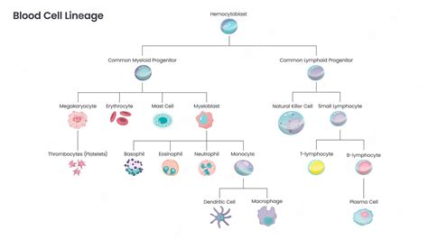 Premium Vector | Blood cell lineage educational science vector ...