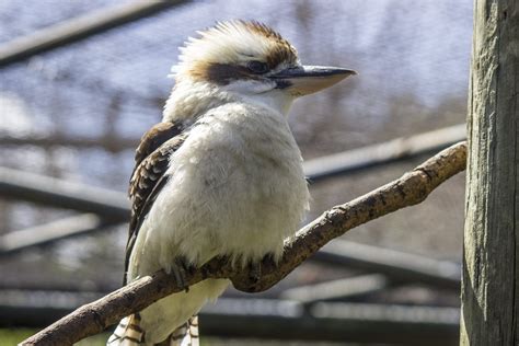 Laughing Kookaburra