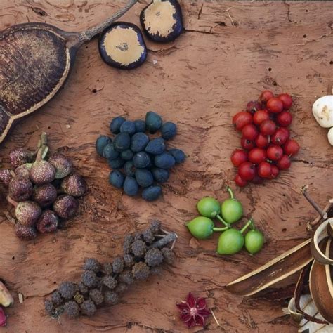 Australia Needs To Embrace Its Bush Tucker Australian Native Garden