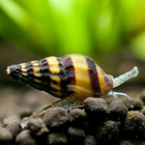 Aquarium Snails Names Rin Aquarium Fish