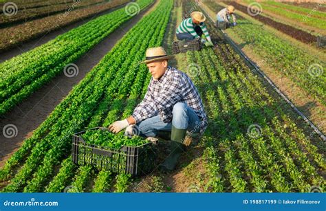 Retrato Do Homem Jardineiro Colhendo Folhas De Canonigos Para Crate E