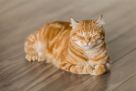 Advantages And Disadvantages Of Indoor Cats Petlife