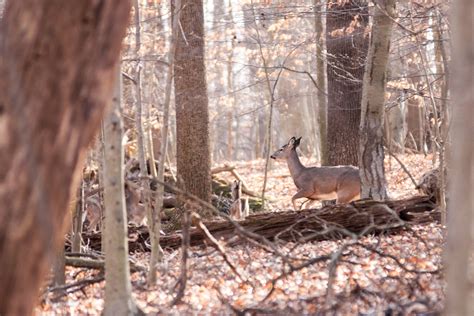 Life To Lens Photography Perryville Community Park