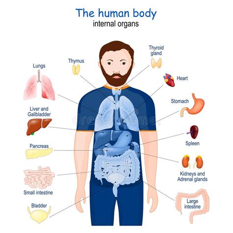 Menselijk Lichaam Anatomie Van De Inwendige Organen Vector Illustratie