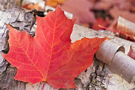 Red Fall Maple Leaf Picture | Photo, Information