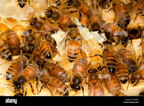 A Colony Of Honey Bees Stock Photo Alamy