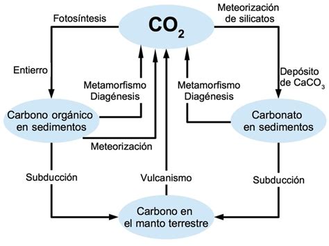 Ciclo Del Carbono Qué Es Fases Y Características Toda Materia