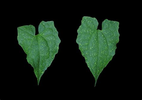 Ivy Gourd Or Coccinia Grandis Leaf Close Up Exotic Green Leaves Of Ivy