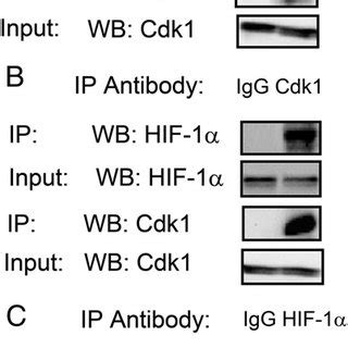 Cdk1 inhibition decreases HIF 1α protein levels and transcriptional