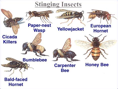 Are Stinging Insects a Risk Indoors? - Vulcan Termite & Pest Control