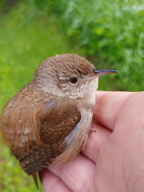 Best Wren Images On Pholder Corridor Birding And Nature Is