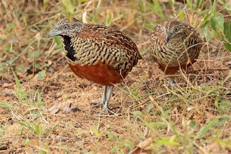 Stephen Burch S Birding Dragonfly Website Barred Button Quail