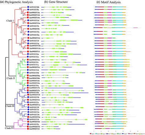 A Phylogenetic Relations Gene Structures And Motifs Of Sweet Genes