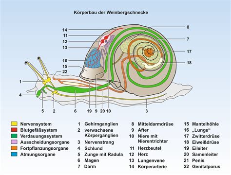 Unterrichtssoftware Biologie Unterrichtssoftware Baupl Ne Der Tiere