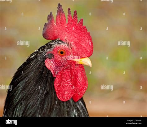 Japanese Bantam Fotograf As E Im Genes De Alta Resoluci N Alamy