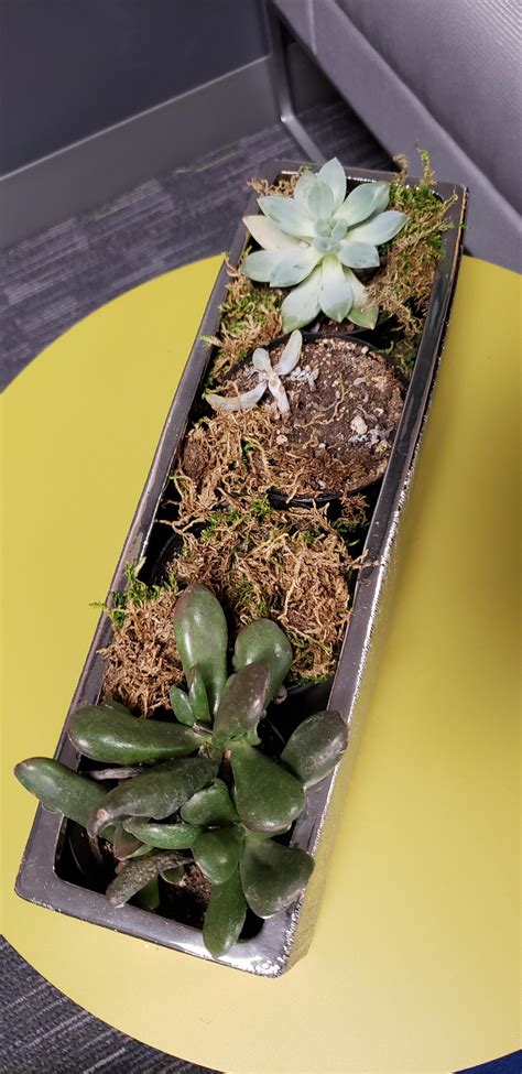 2/3 pretty cool office succulents : r/succulents