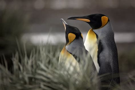 Antarctica King Penguins | POPSUGAR Pets Photo 76