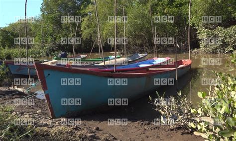 Como Todos Los A Os Pescadores De La Costa De Los Amates Reportan