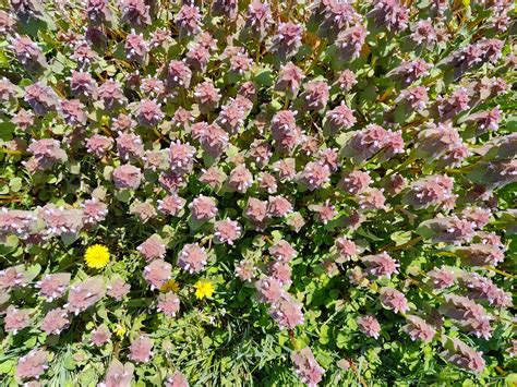 Weed With Purple Flowers And Purple Leaves Suddenly Appears In Garden