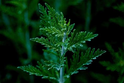 L Artemisia Bienfaits Utilisation Et D Cryptage De La Plante Miracle