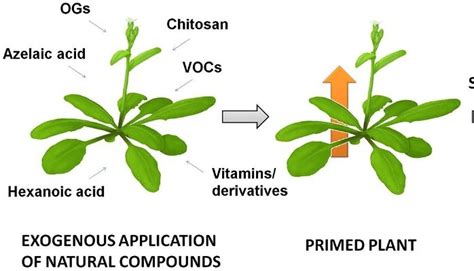 Allelopathy In Plants: What Plants Suppress Other Plants 