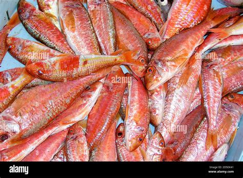 Mullus Sumuletus Hi Res Stock Photography And Images Alamy