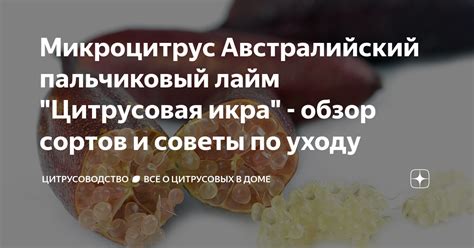 Микроцитрус Австралийский пальчиковый лайм "Цитрусовая икра" - обзор ...