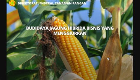 Budidaya Jagung Hibrida Bisnis Yang Menggiurkan