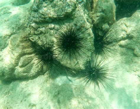 Sea Urchin in the Sea Underwater Stock Image - Image of ocean, travel ...