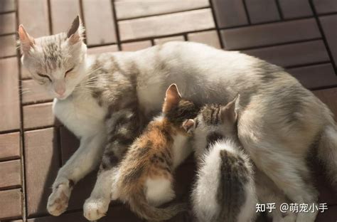 猫妈妈把幼崽“叼给你”，不只是因为你是主人 知乎