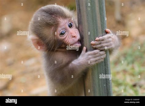 Cutest Baby Monkey In The World