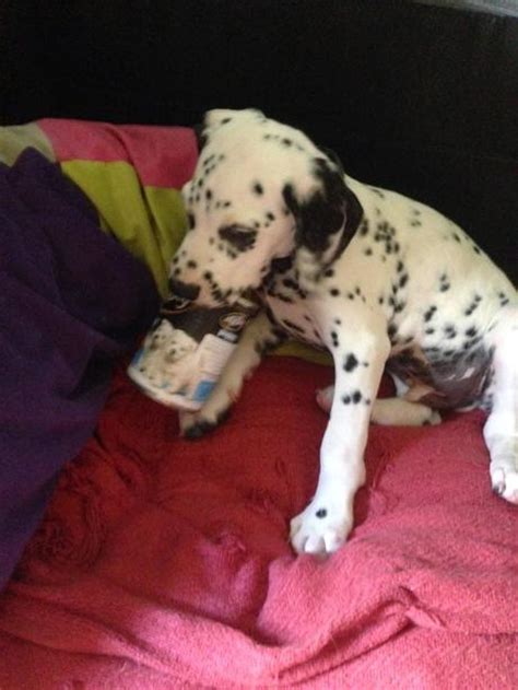 Show Us Your Tits Paperblog