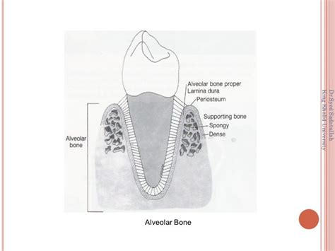 Alveolar Bone