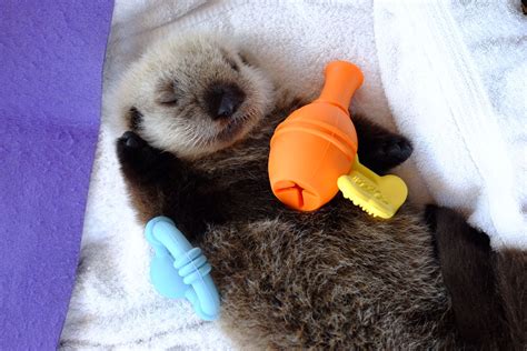 Vancouver's rescued sea otter pup finally has a name (PHOTOS) | News