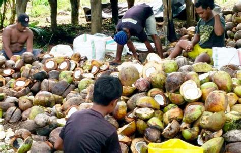 Menkop Ukm Dorong Ekspor Kelapa Melalui Koperasi