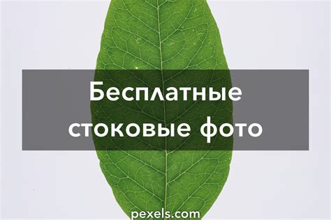 Лучшие фото (70 000+) по запросу «Leaf» · Скачивайте совершенно ...