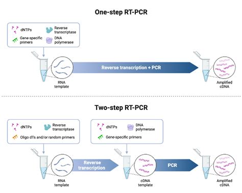 One Step Vs Two Step Rt Pcr Biorender Science Templates