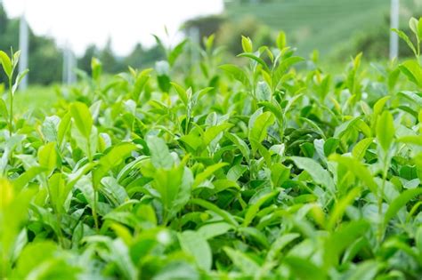 Premium Photo | Green tea plant