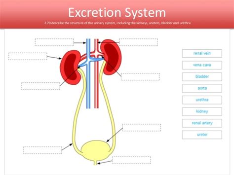 Igcse Biology Edexcel 2 68 2 76