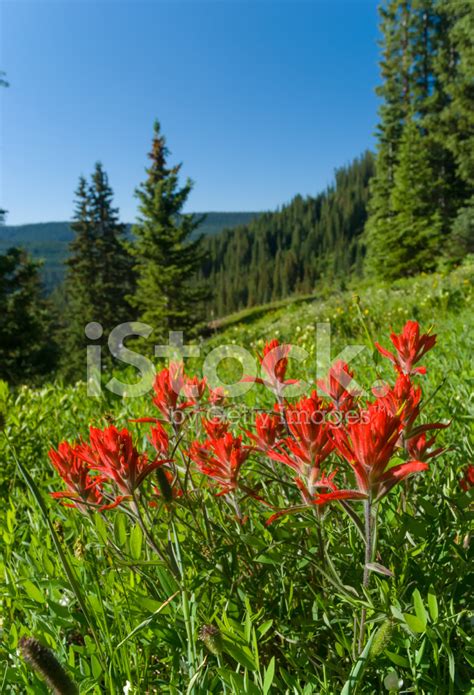 Red Indian Paintbrush Wildflowers In Mountain Meadow Stock Photo