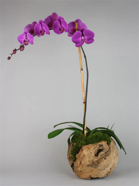 Wood Orchids in Marina del Rey, CA | Heathers Flowers